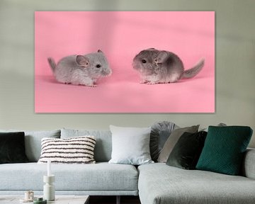 Twee schattige jonge grijze chinchilla's van Elles Rijsdijk