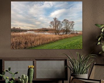 View of the Dutch National Park De Biesbosch by Ruud Morijn