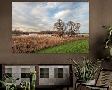 Vue du parc national néerlandais De Biesbosch