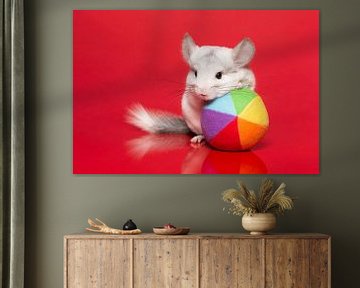 Cute white chinchilla with colourful ball on a red background by Elles Rijsdijk