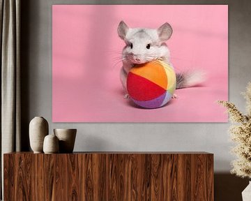 Cute white chinchilla with a colorful ball against a pink background by Elles Rijsdijk