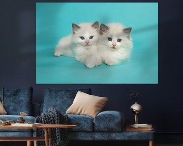Two ragdoll kittens lying together against a turquoise blue background