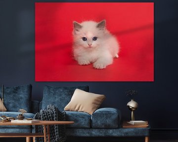 Niedliche ragdoll Kätzchen mit blauen Augen auf einem roten Hintergrund von Elles Rijsdijk