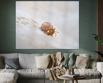 Crabe hermite sur la plage à Cuba sur Teun Janssen