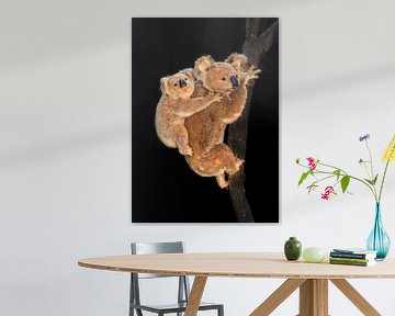 Koala van Marielle Leenders