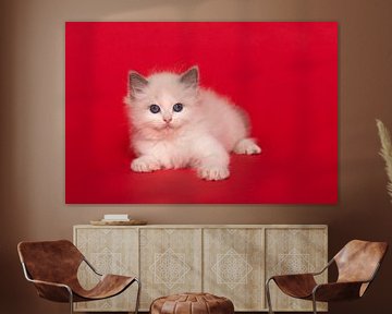 Schattig ragdoll kitten met blauwe ogen op een rode achtergrond van Elles Rijsdijk