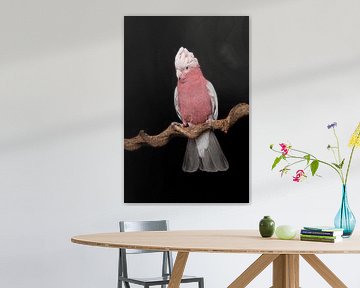 Pink cockatoo against a black background by Elles Rijsdijk