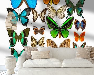 Collectie Vlinders van Marielle Leenders