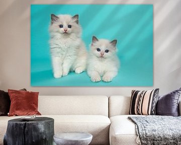 Two ragdoll kitten against a turquoise blue background by Elles Rijsdijk
