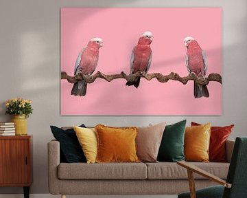 Drie roze kaketoes op een roze achtergrond van Elles Rijsdijk