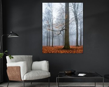 Une forêt de hêtres dans le brouillard II (Utrechtse Heuvelrug, Pays-Bas) sur Sjaak den Breeje