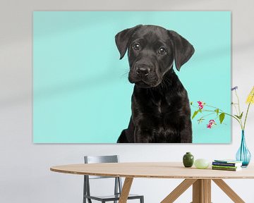 Portrait of a black labrador retriever pup against a turquoise blue background by Elles Rijsdijk