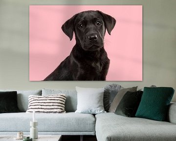 Portret van een zwarte labrador retriever pup tegen een roze  achtergrond van Elles Rijsdijk