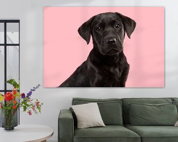 Portrait of a black labrador retriever pup against a pink background by Elles Rijsdijk