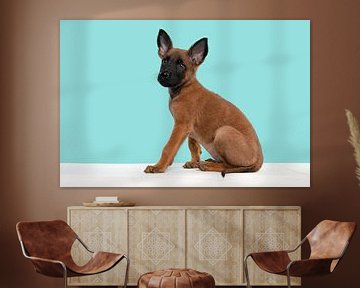 Malinois-Schäferhund-Welpe sitzt auf einem Puff vor einem blauen Hintergrund von Elles Rijsdijk