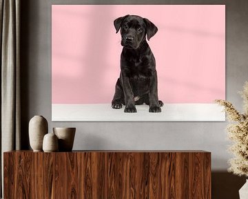 Black labrador puppy on a white bench against a pink background by Elles Rijsdijk