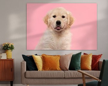 Portret van een golden retriever pup tegen een roze achtergrond van Elles Rijsdijk