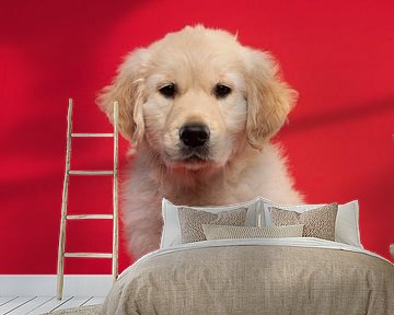 Portrait of a cute golden retriever puppy looking at the camera on a red background by Elles Rijsdijk