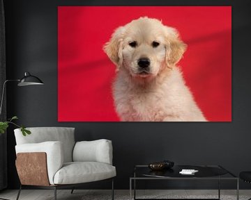 Portrait of a cute golden retriever puppy looking at the camera on a red background van Elles Rijsdijk