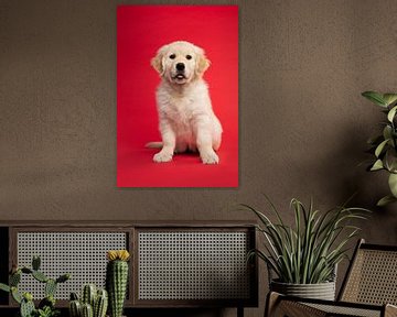 Schattig golden retriever puppy zittend tegen een rode achtergrond van Elles Rijsdijk