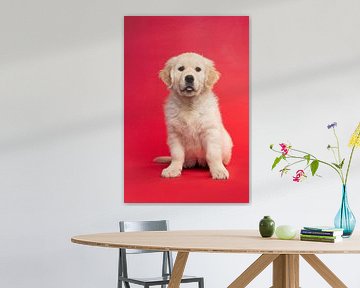 Schattig golden retriever puppy zittend tegen een rode achtergrond van Elles Rijsdijk