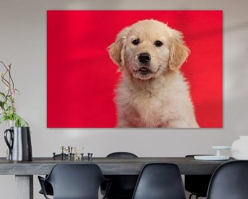 Portret van een golden retriever pup tegen een rode achtergrond van Elles Rijsdijk