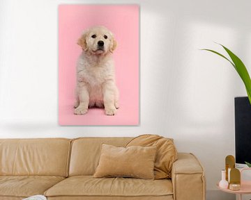 Schattig golden retriever puppy zittend op een roze achtergrond van Elles Rijsdijk