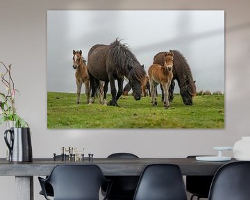 Dartmoor paarden met veulens in het engelse Dartmoor landschap van Elles Rijsdijk