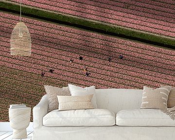 Aerial photo seasonal workers in pink bulb field by aerovista luchtfotografie