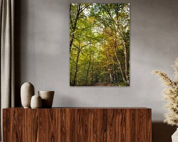 Herbstwald von Christian Konschewski