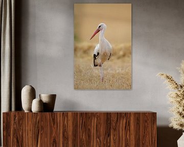 Cigogne blanche (Ciconia ciconia) sur Dirk Rüter