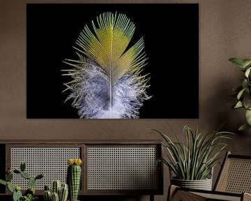 Ring-Necked parakeet feather by Floris Kok
