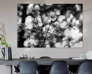 Forest Sparkles - photographie en noir et blanc sur Qeimoy