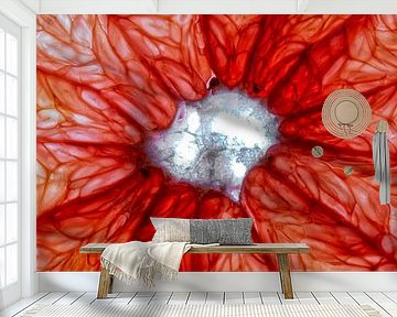 Nahaufnahme einer Scheibe Grapefruit mit weißem Hintergrund. von Carola Schellekens