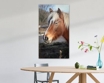 Een mooi portret van  een wild paard in het Postbank van AciPhotography
