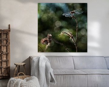 Libelle von Affect Fotografie