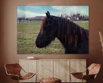 Jeune cheval brun noir à crinière orange