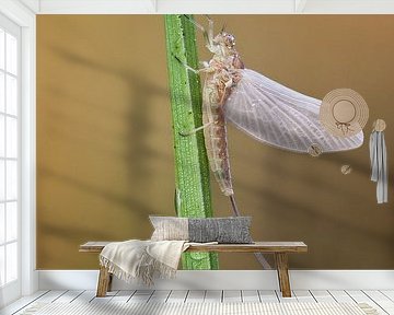 insect van Daan de Vos