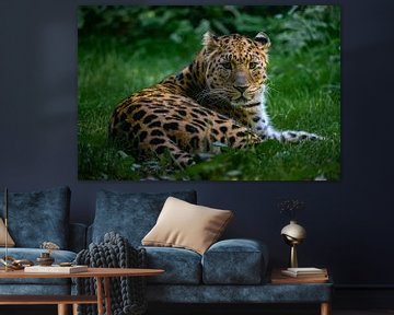 Amurleopard von Evi Willemsen