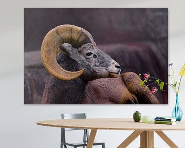 bighorn sheep - mouflon by bryan van willigen