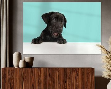 Portret van een zwarte labrador retriever puppy die schattig kijkt, iets vraagt tegen een blauwe ach van Elles Rijsdijk