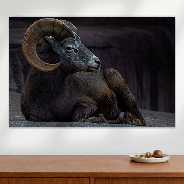 mouflon d'Amérique