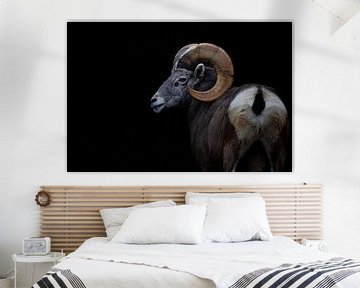 Bighorn Sheep by Evi Willemsen