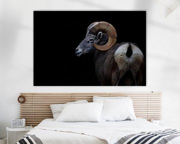 mouflon d'Amérique sur Evi Willemsen