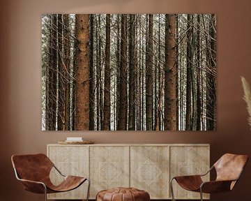Ardennen ❘ Naaldbos ❘ Naaldbomen ❘ Ritmische bomen ❘ Natuurfotografie van Floor Bogaerts