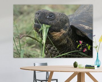 Riesenschildkröte von Hanneke Bantje