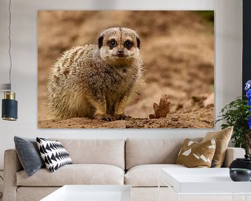 Meerkats wonders something... by Arnold van der Horst