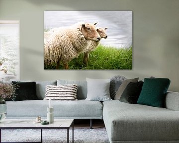 Portrait de deux moutons néerlandais, tirage photo