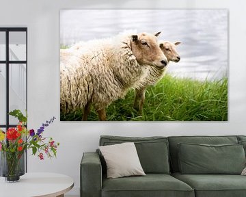 Porträt von zwei holländischen Schafen, Fotodruck