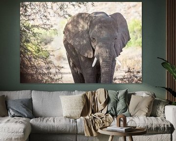 Elephant in the desert of Namibia, Africa by Teun Janssen